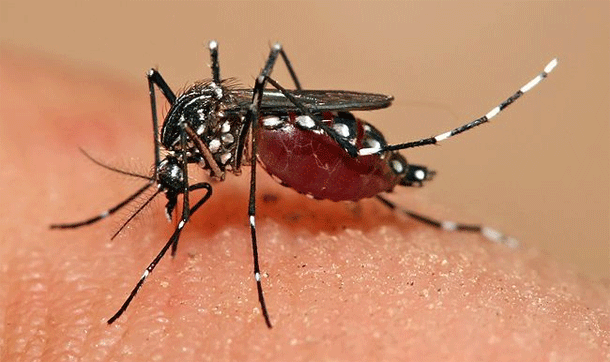 dengue_fever-mosquito-bite[1]